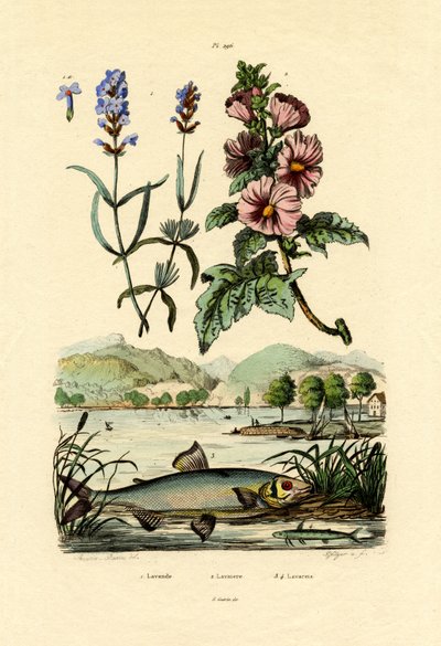 Lavendel von French School